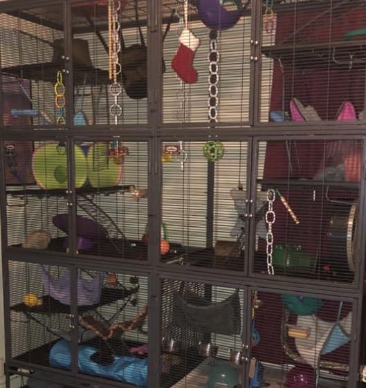 Midwest Deluxe Critter Nation best cages for sugar gliders