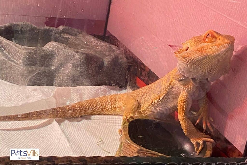 yellow bearded dragon in a correct bearded dragon cage size