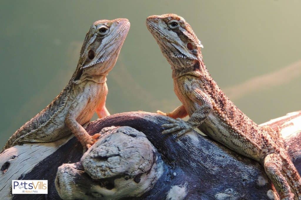 two beardies facing each other but what can live with a bearded dragon aside from themselves?