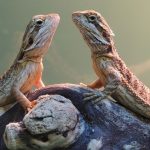 two beardies facing each other