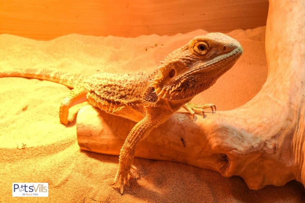 bearded dragon in a yellow lighting cage