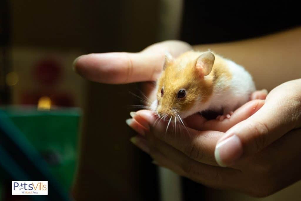 hamster on a hand