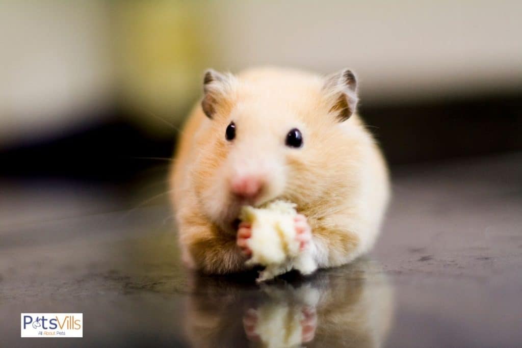 hamster eating some snacks