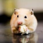 hamster eating some snacks