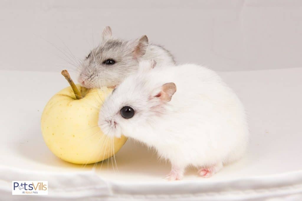 Two hamsters feeding on an apple