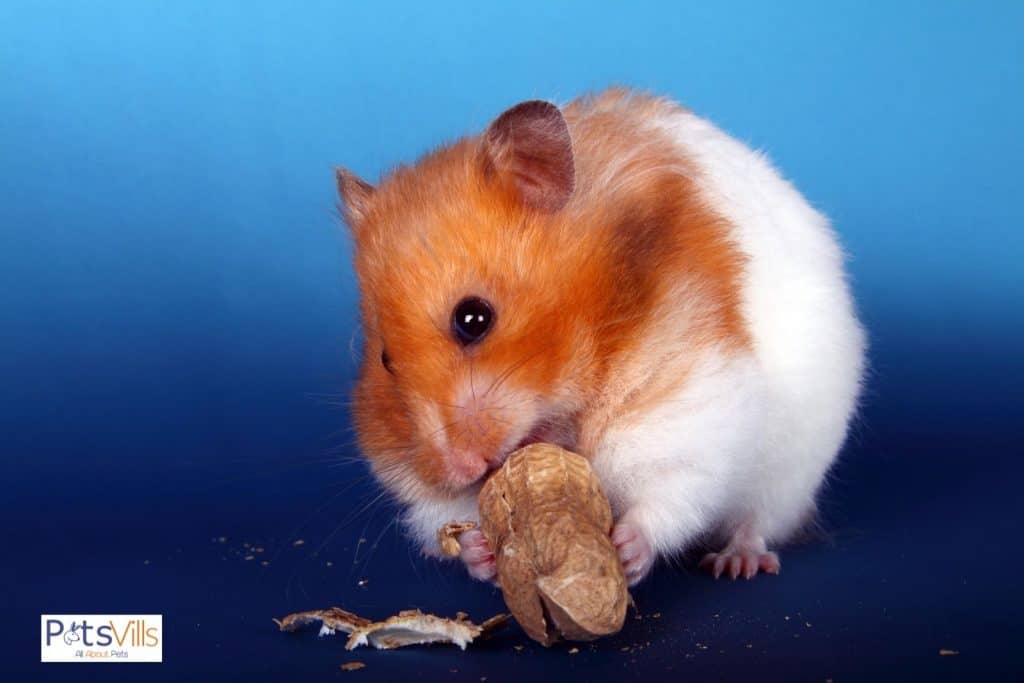 hamster feeding on meat.jpg