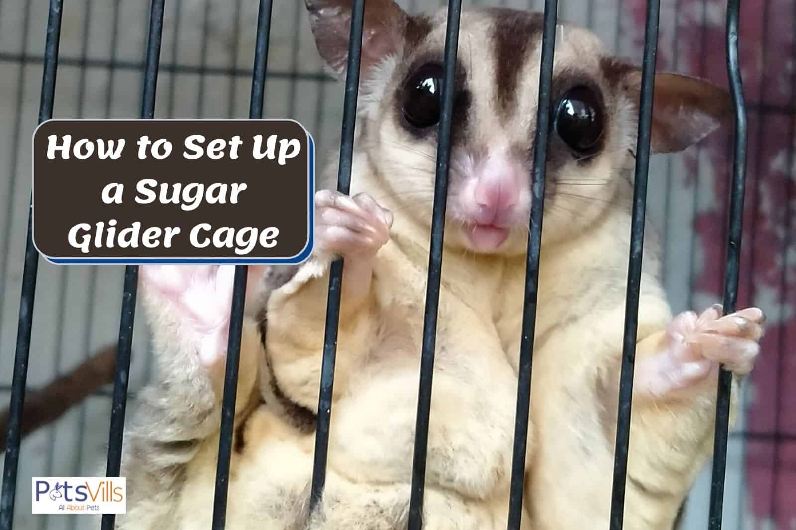 sugar glider on his cage so how to set up a sugar glider cage?