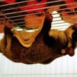sugar glider climbing on his cage