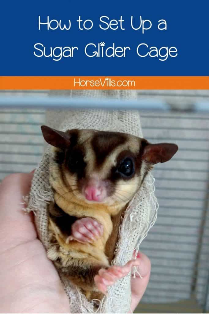 sugar glider wrapped on clothes