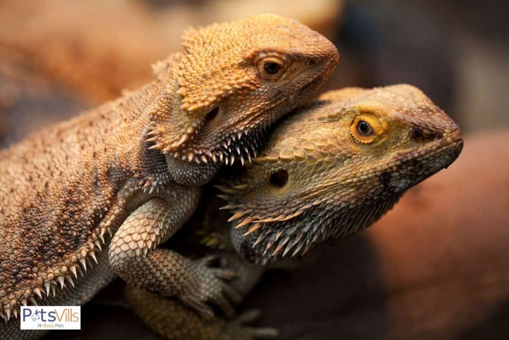 bearded dragon mating