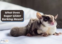 Sugar Glider Barking: Why & How to Stop It?
