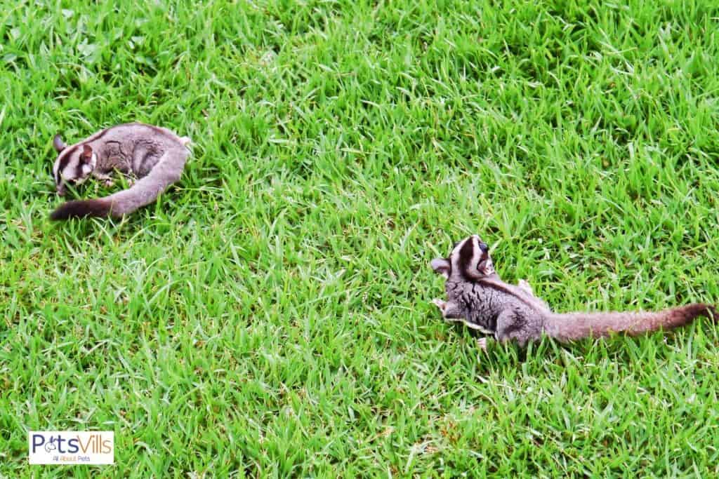 two sugar gliders crawling on the grasses