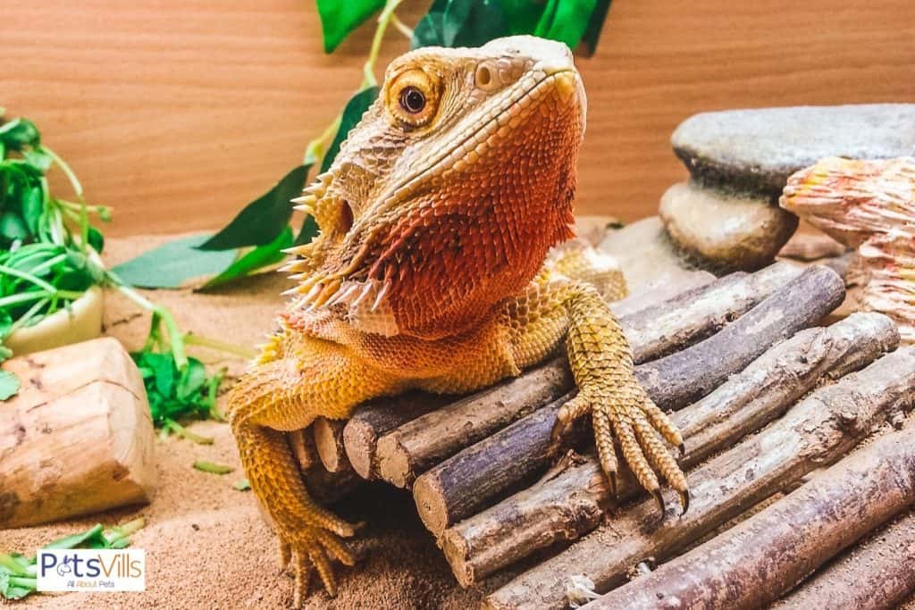 bearded dragon surrounded by tank's accessories
