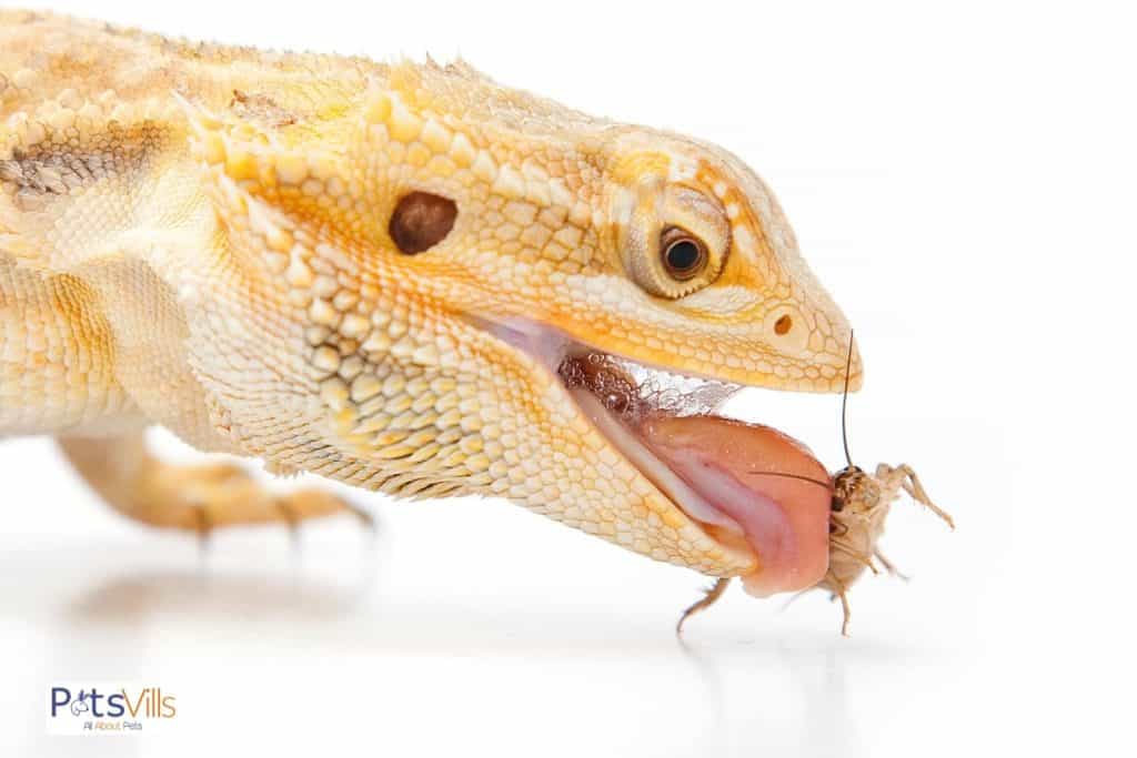 bearded dragon eating an insect