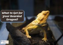 6 Must-Have Items to Get for Your Bearded Dragon