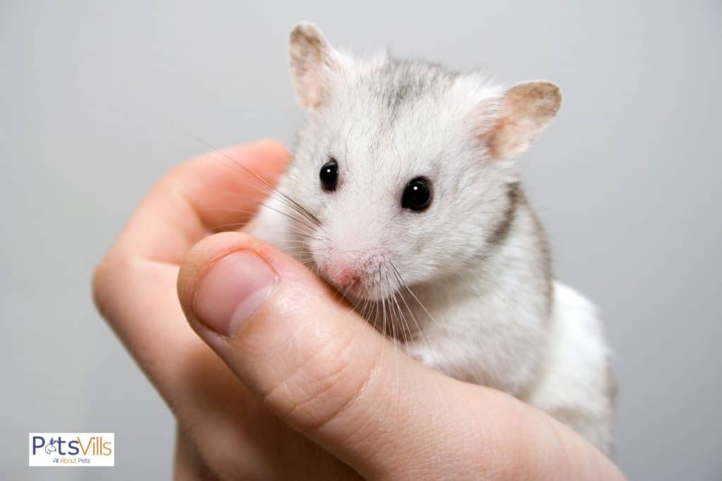 hamster about to bite her owner's hand