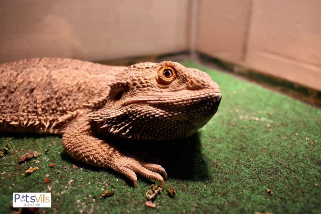 bearded dragon inside the cage