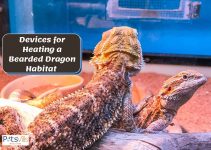4 Best Devices for Heating a Bearded Dragon Habitat
