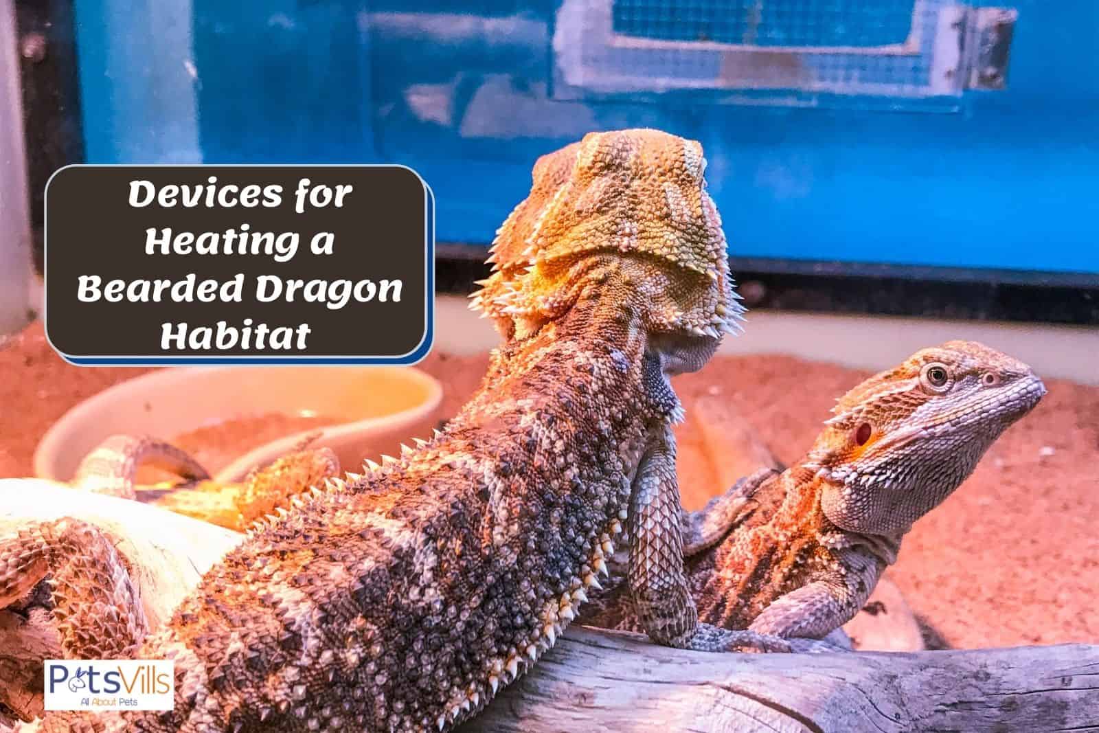 beardies in a cage with Devices for Heating a Bearded Dragon Habitat