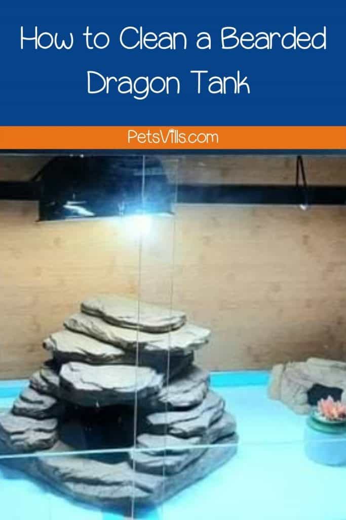 How to Clean a Bearded Dragon Tank (A Complete Guide)