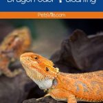 The truth about Bearded Dragon odor & cleaning