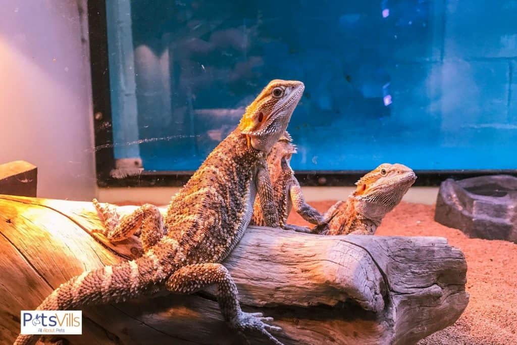 bearded dragons inside a tank