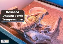 The RIGHT Bearded Dragon Tank Temperature (Per Age Group)