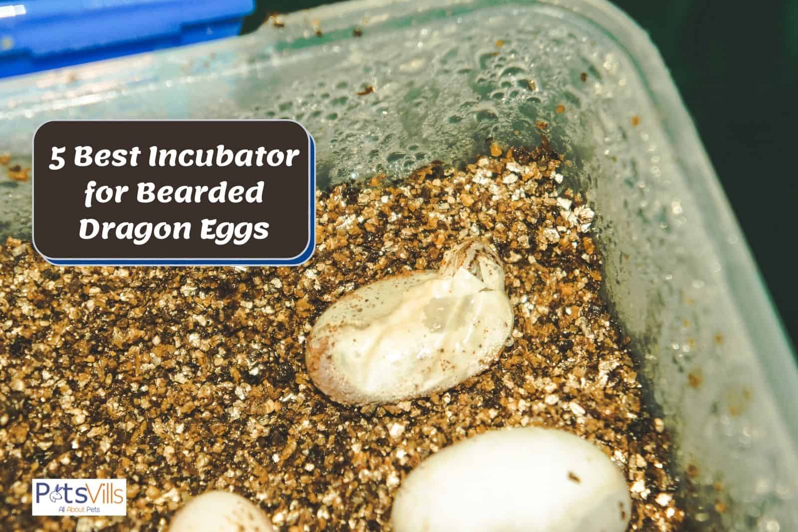 bearded dragon eggs beside 