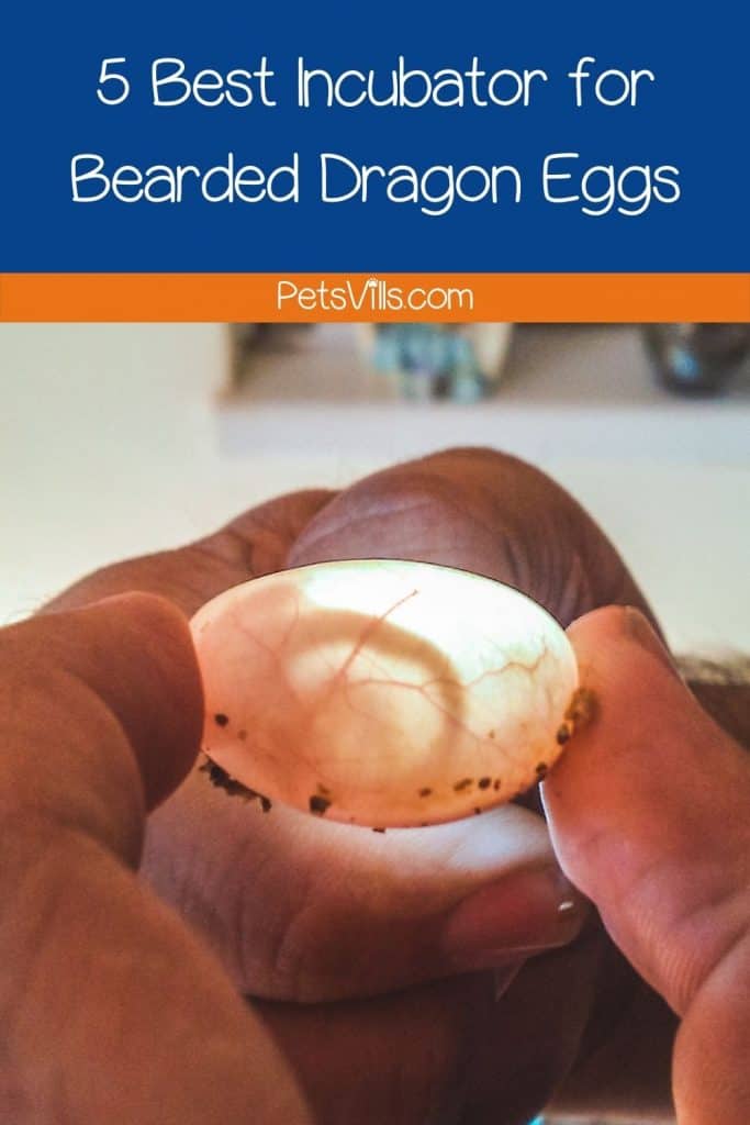candling a bearded dragon egg