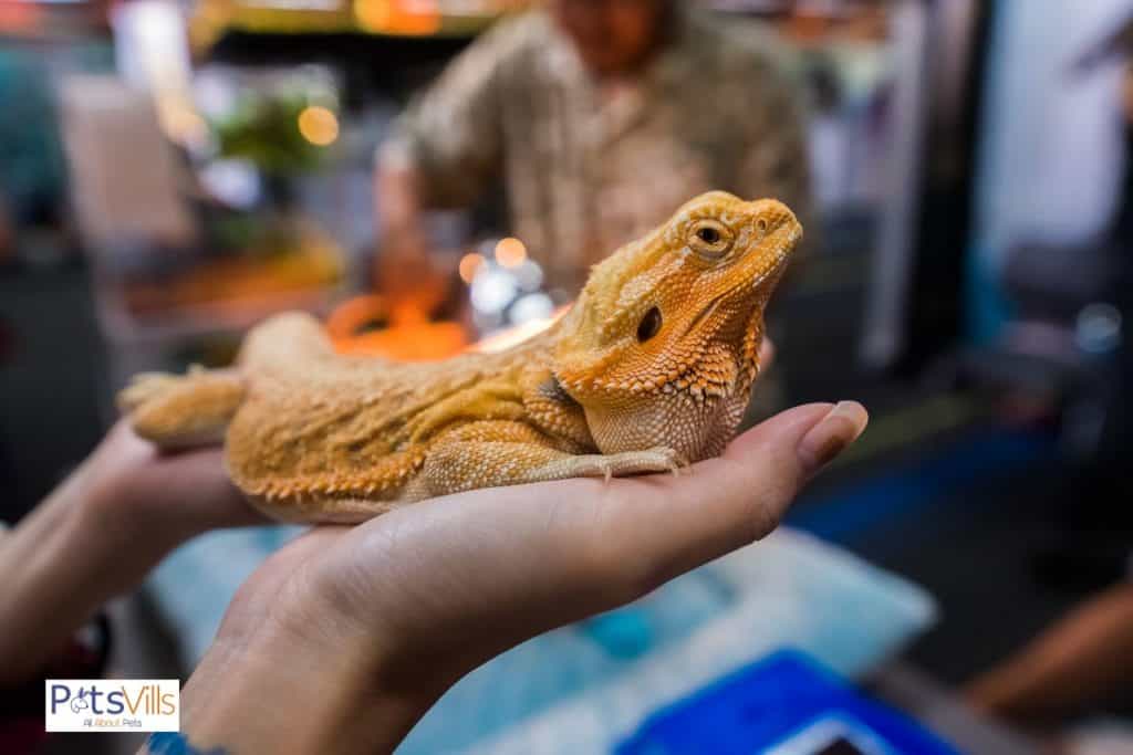 cleaning a bearded dragon