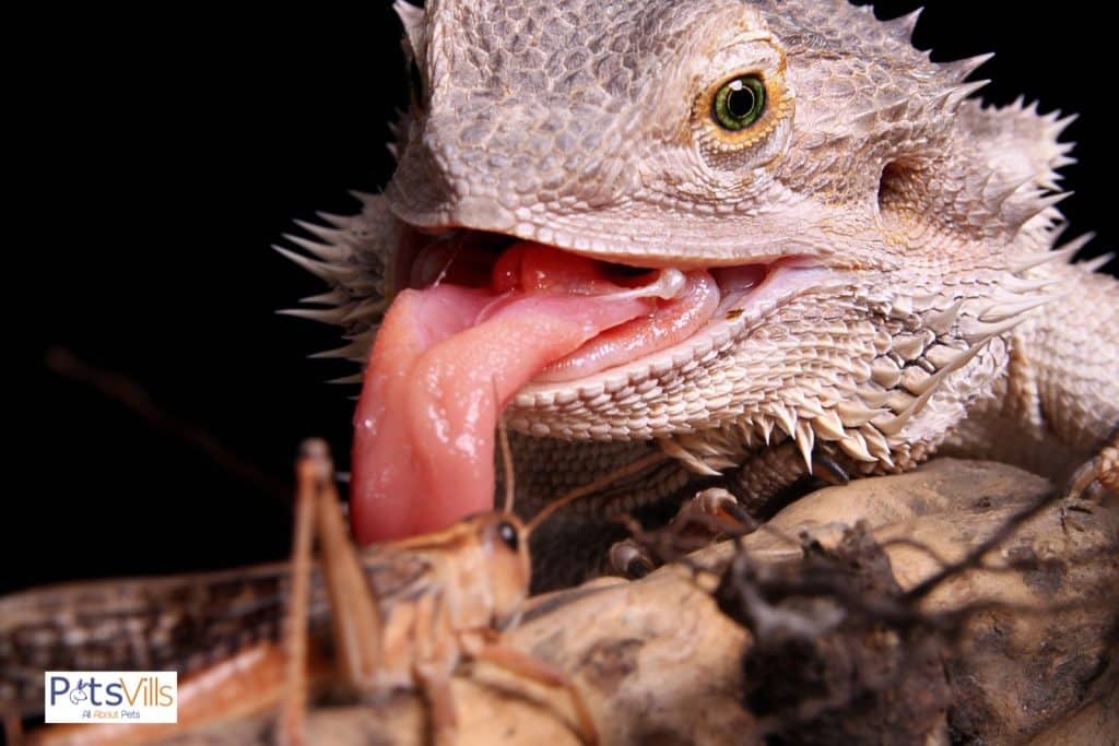 feeder insects causing bearded dragon odor