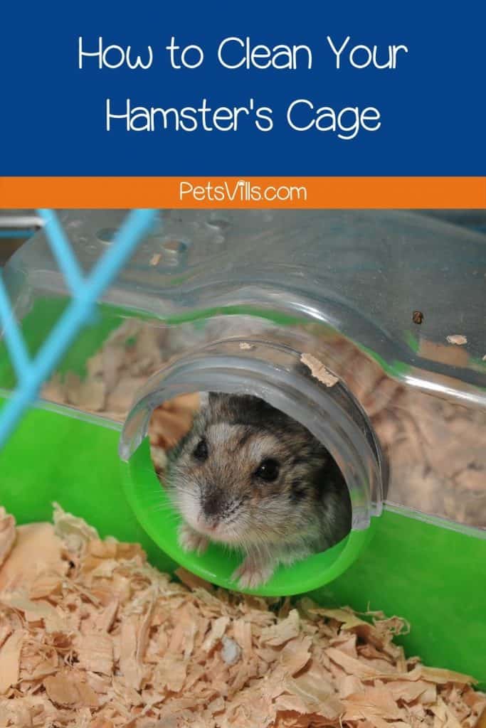 hamster inside his clean cage