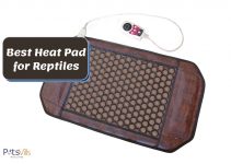 6 Best Heat Pads for Reptiles According to a Vet (Review)