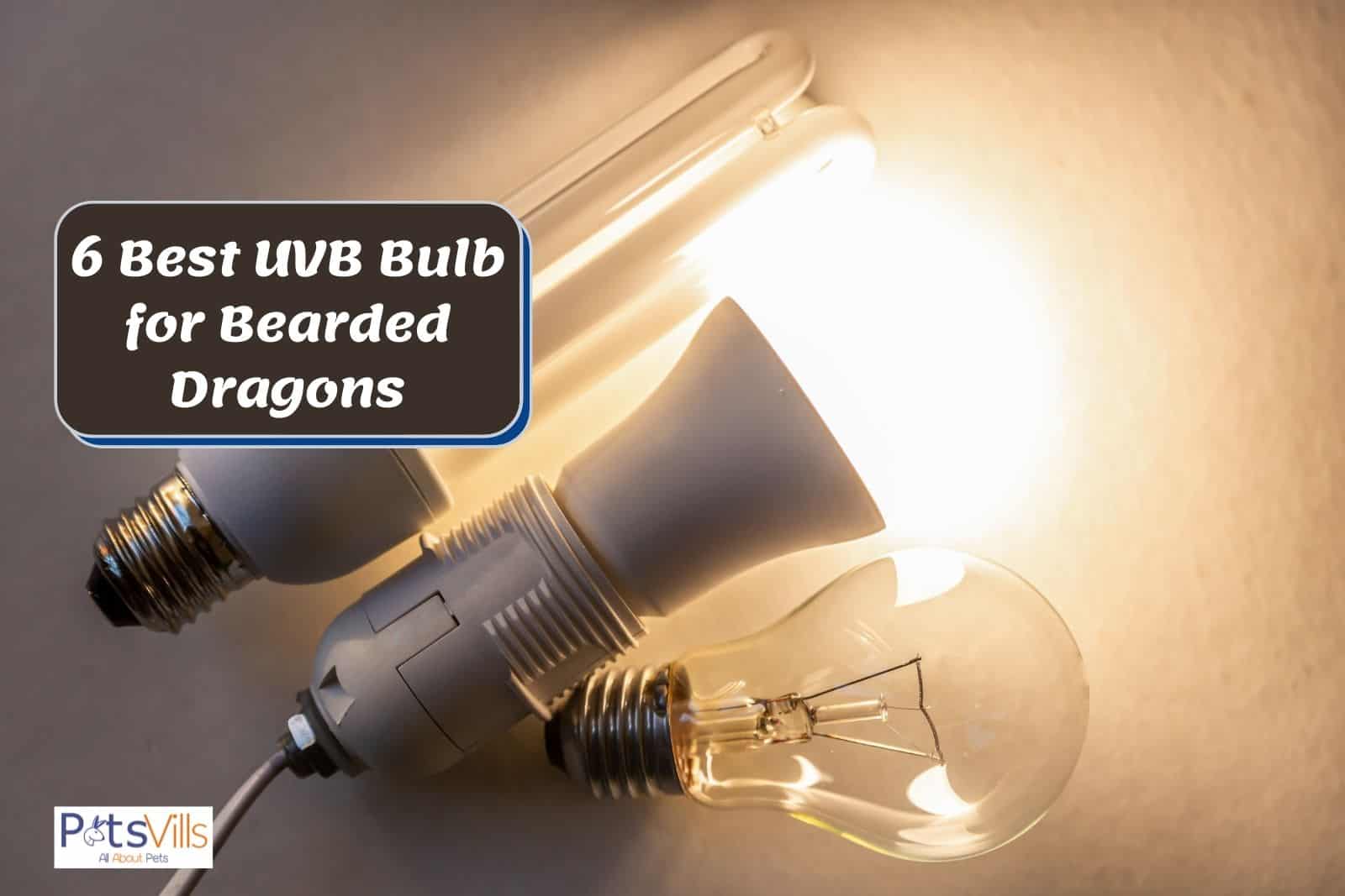 the best uvb bulb for bearded dragons