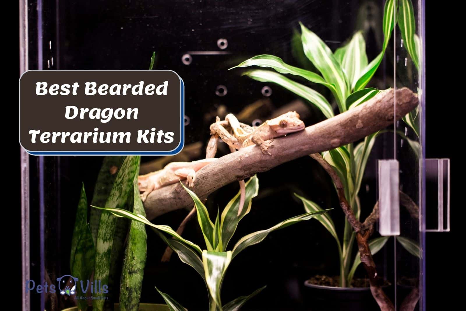 reptile inside bearded dragon terrarium kits
