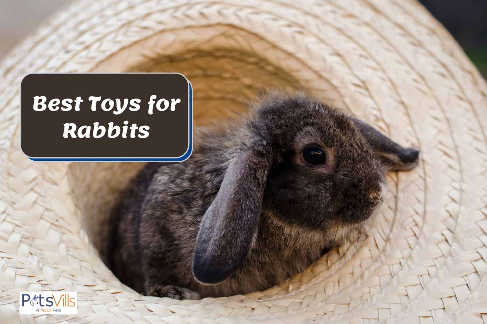 bunny playing the best toys for rabbits