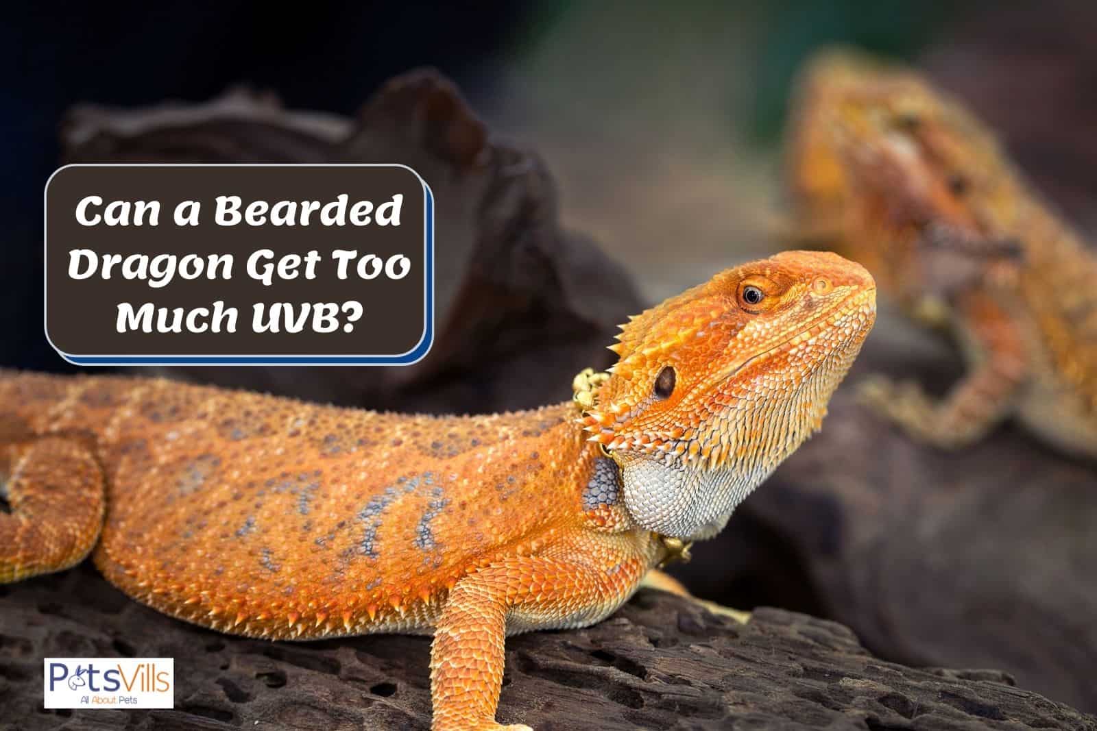 bright orange beardie in a dark cage; can a bearded dragon get too much uvb?
