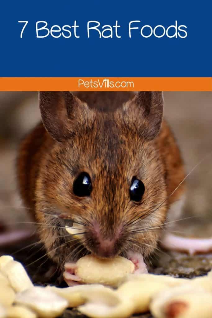 Brown rat nibbling on nuts under title best rat foods