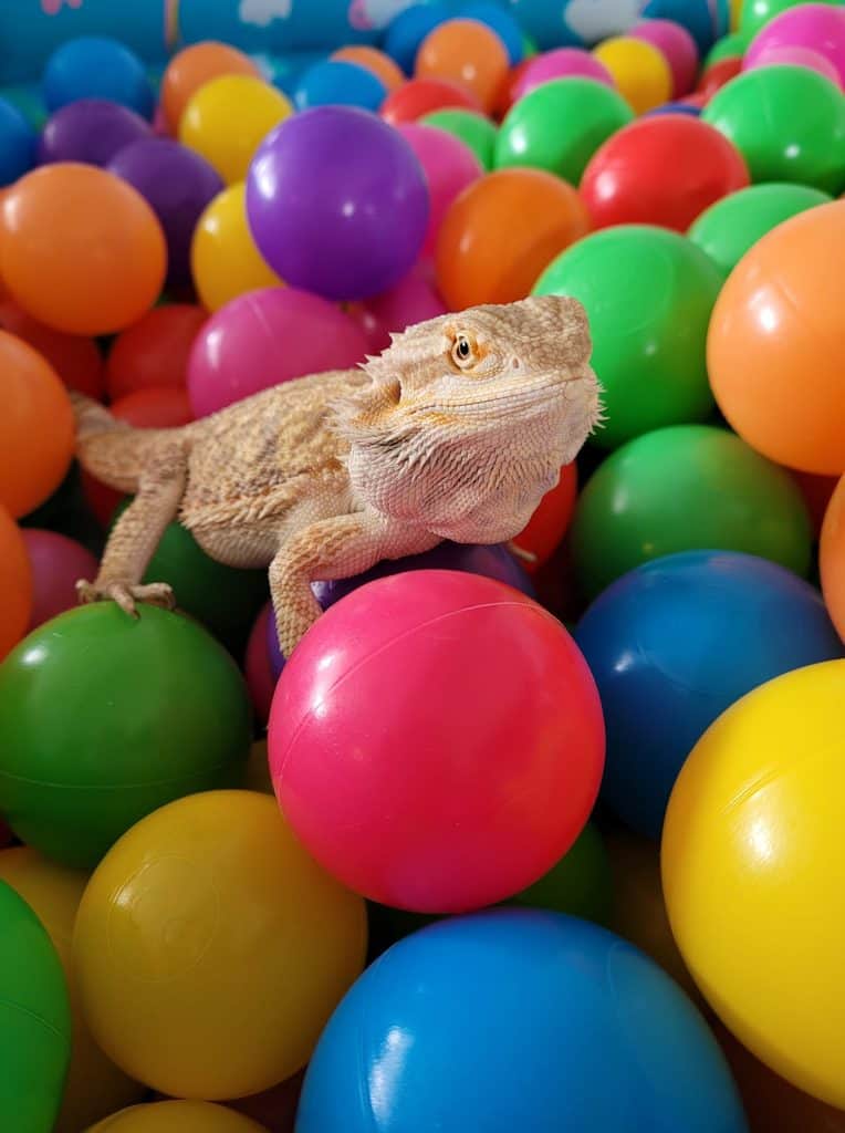 beardie with colorful balloons
