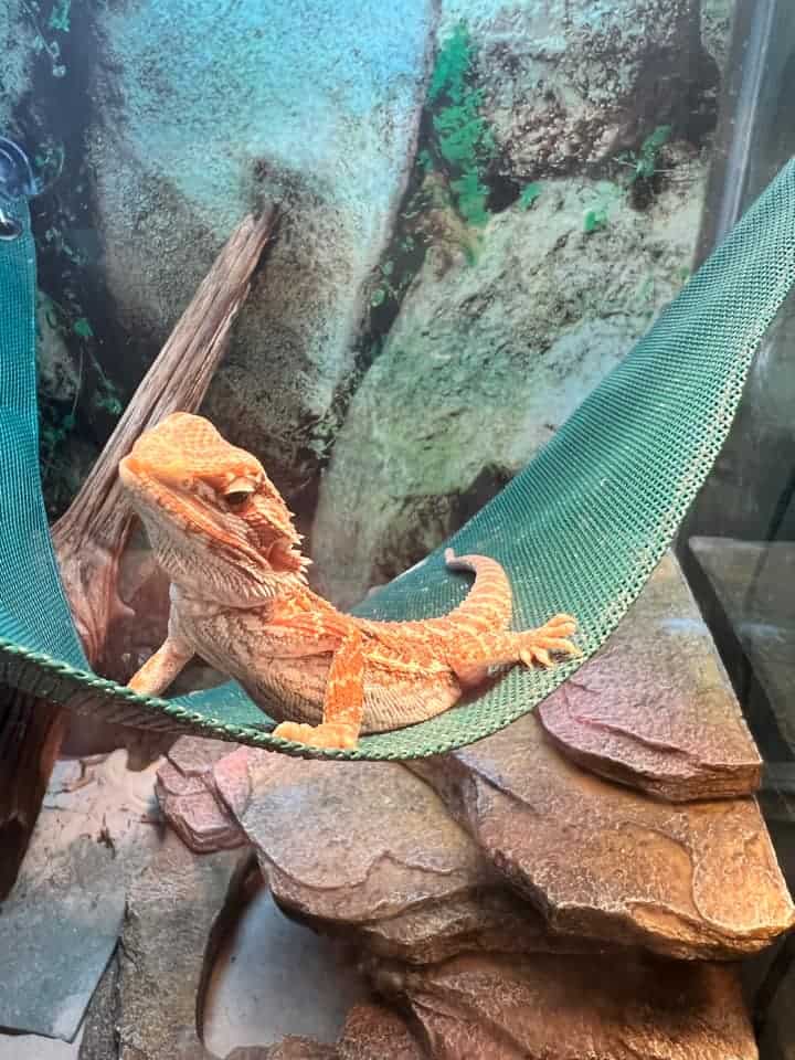 bearded dragon on a hammock