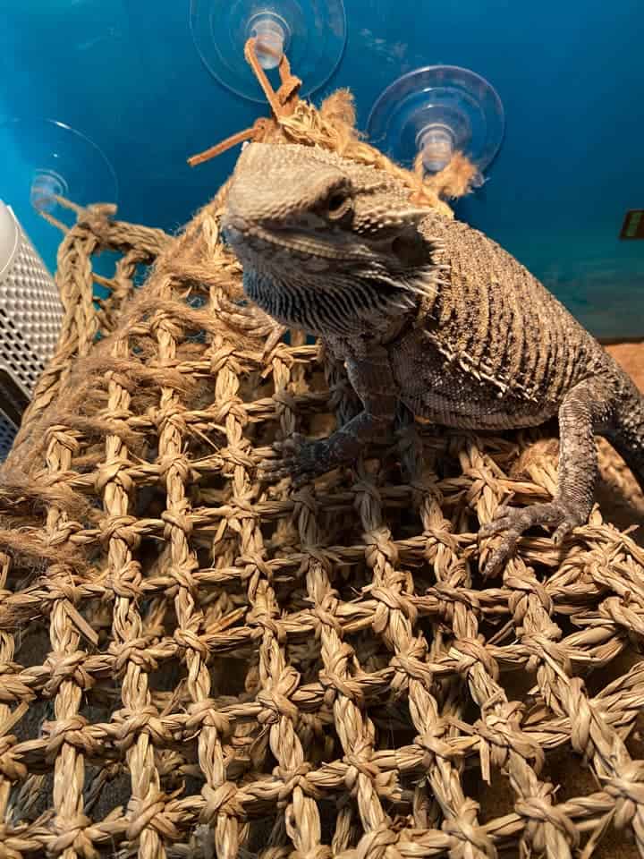 beardie on a wooven mat
