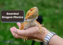 60 Lovely Bearded Dragon Photos You’ll Fall in Love With