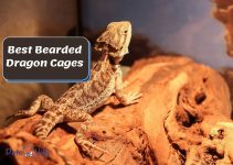 8 Best Bearded Dragon Cages, Terrariums & Tanks (Review)