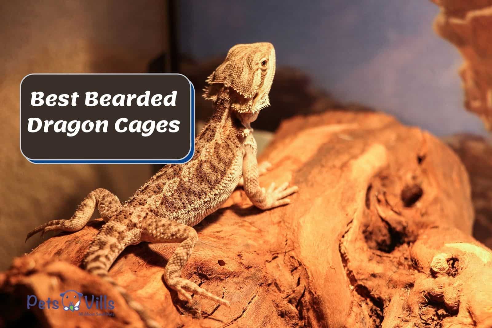 A cute bearded drafgon in a lit cage