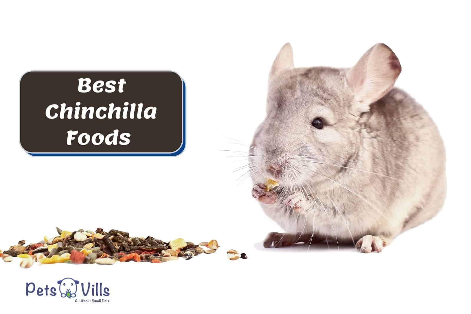 chinchilla eating the best Chinchilla Foods and treats