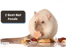 7 Best Rat Foods for a Balanced Diet [Review]