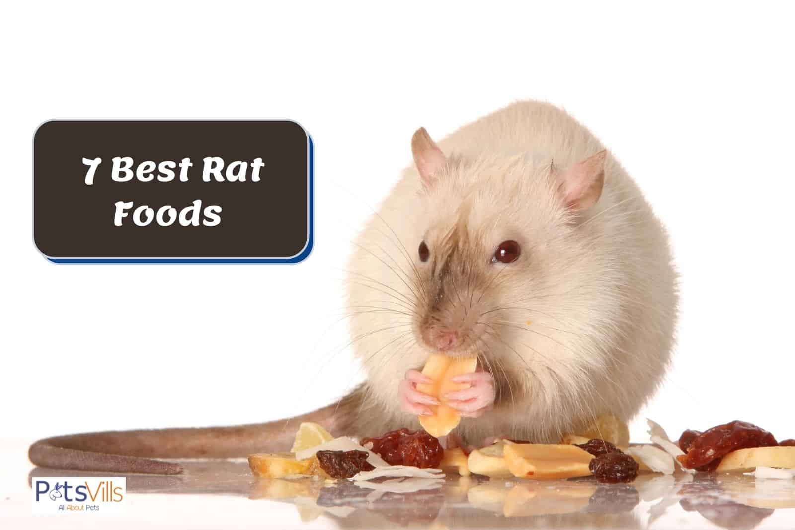 white rat nibbling on food