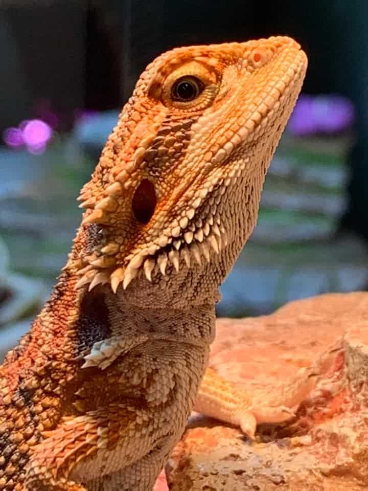 A beautiful bearded dragon