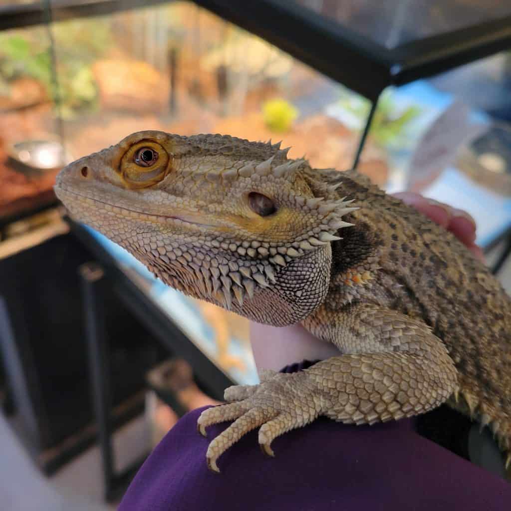 A beardie on top of a cage