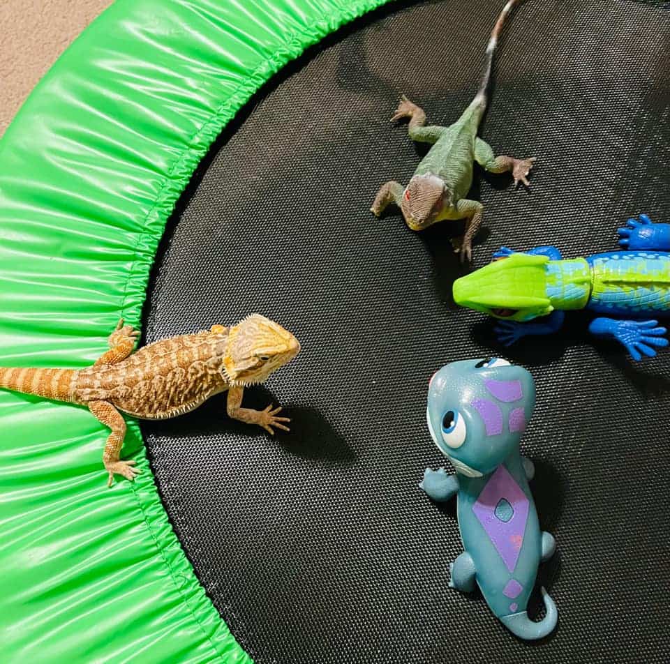 2 beardies in a meeting with toy dragons
